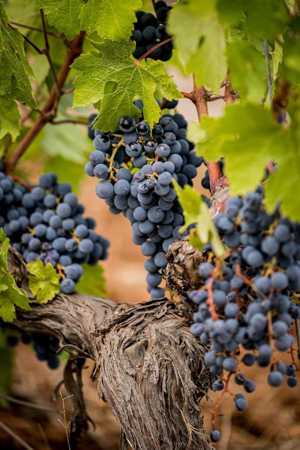 Domaine Rabiega - Vineyard And Boutique Hotel Draguignan Ngoại thất bức ảnh