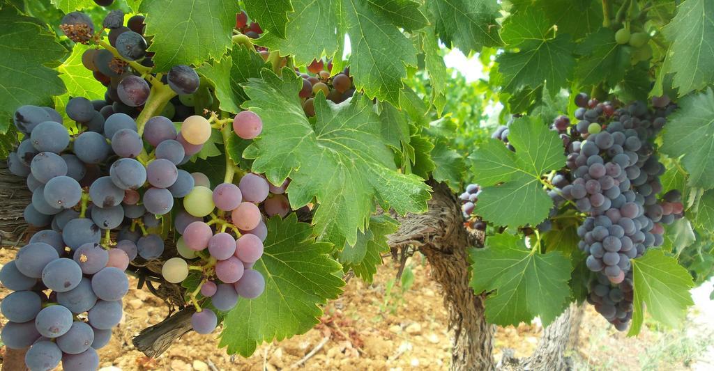 Domaine Rabiega - Vineyard And Boutique Hotel Draguignan Ngoại thất bức ảnh